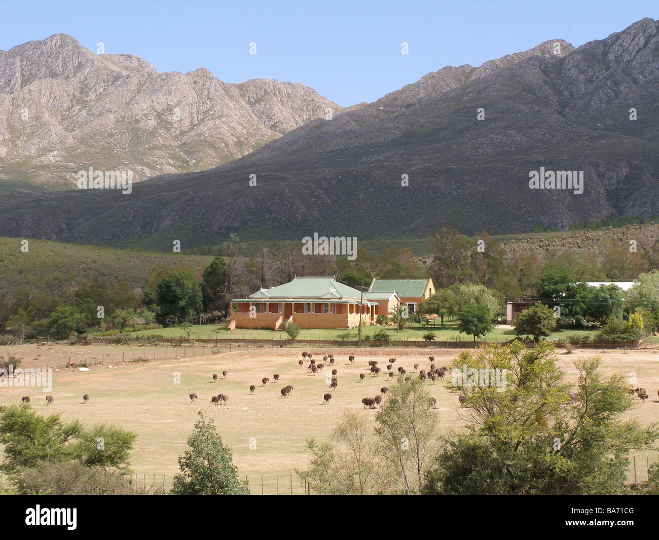 Südafrika Provinz West-Kap Matjesrivier Straußenfarm Berge Afrika Western Cape Landwirtschaft Vieh-Wirtschaft Stockfoto