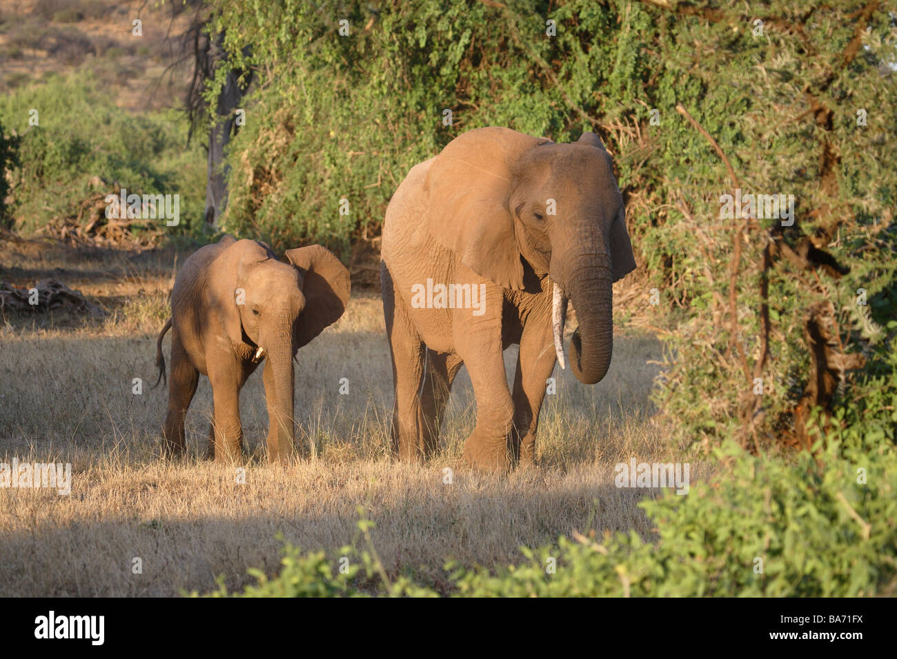Steppe afrikanische Elefanten Loxodonta Africana Elefanten-Kuh junge Dämmerung Serie Afrika Kenia Wildlife Wildnis Wildtiere Stockfoto