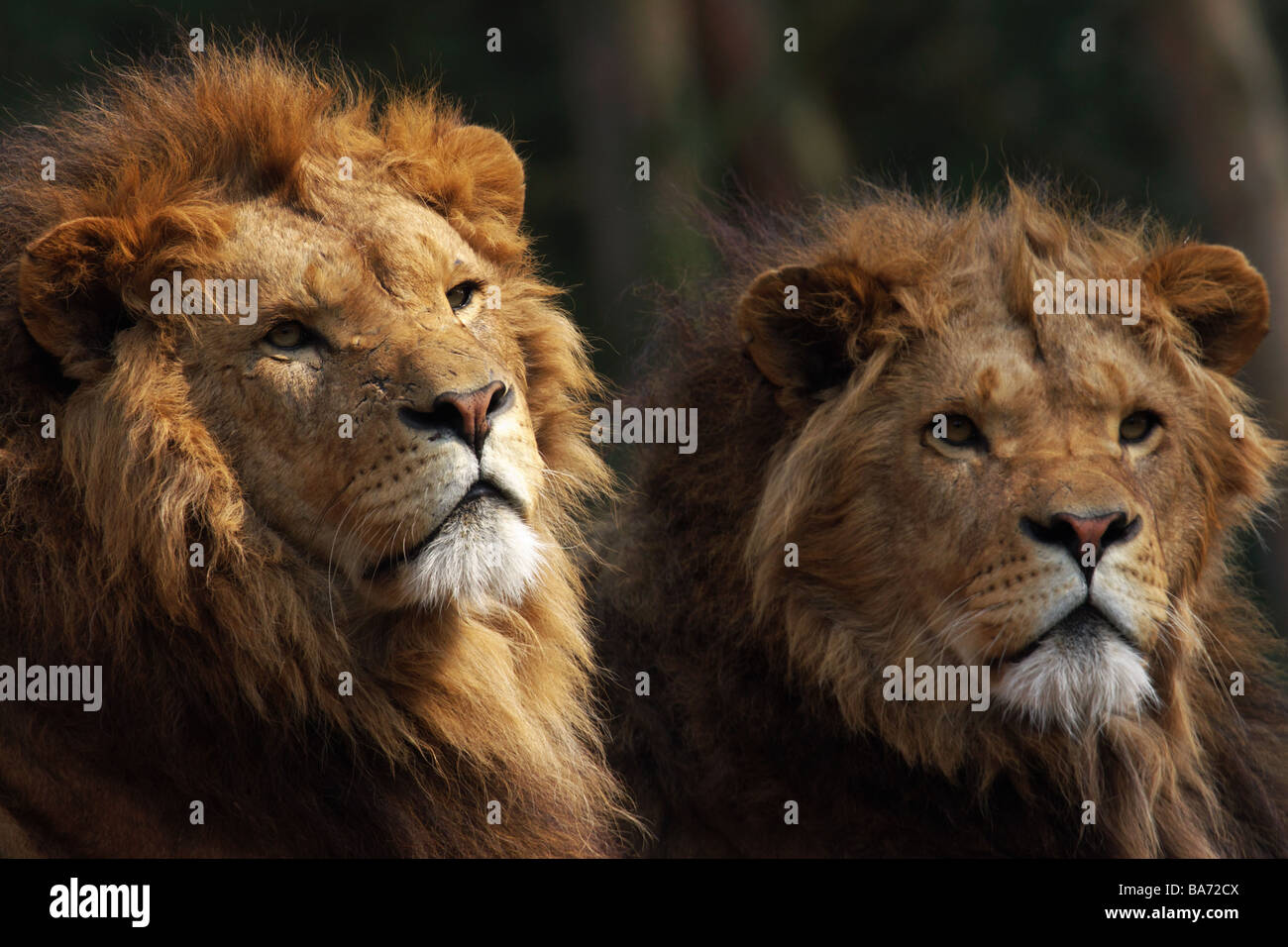 Zwei männliche Löwen auf der Suche in einem dunklen Dschungel Stockfoto