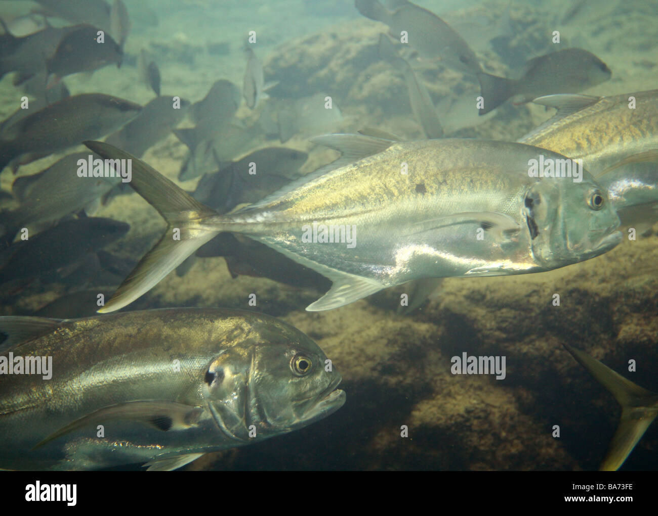 Crevalle Makrelenschwarm Homosassa State Park Florida unter Wasser betrachten Fluss Stockfoto