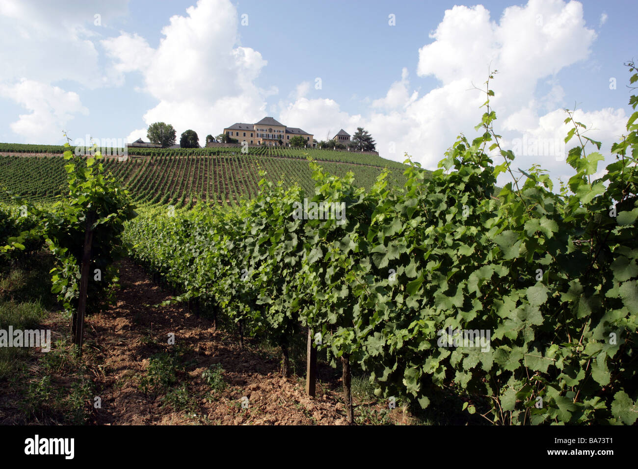 Deutschland-Hessen-Oestrich-Winkel Schloss Johannisberg Wein-Anbaugebiet Europas Rhein 18. Jh. Weingut Reben Reben Landwirtschaft Stockfoto