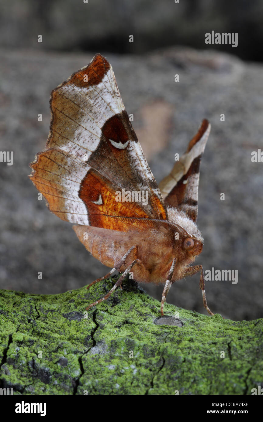 Lila Thorn - Selenia tetralunaria Stockfoto
