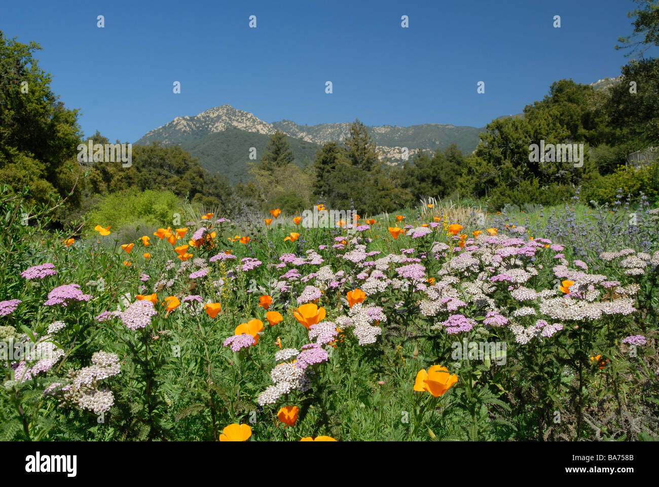 Botanischen Garten Santa Barbara, California Stockfoto