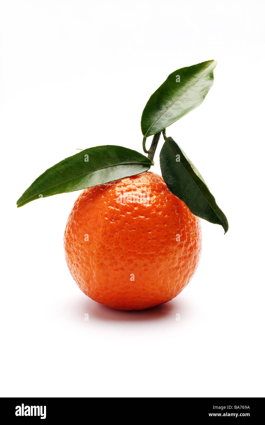 Clementine verlässt Serie Essen Mandarine Frucht Früchte Zucht-Form kernlose Art Süd-Obst Zitrusfrüchte Agrumen Konzept Stockfoto