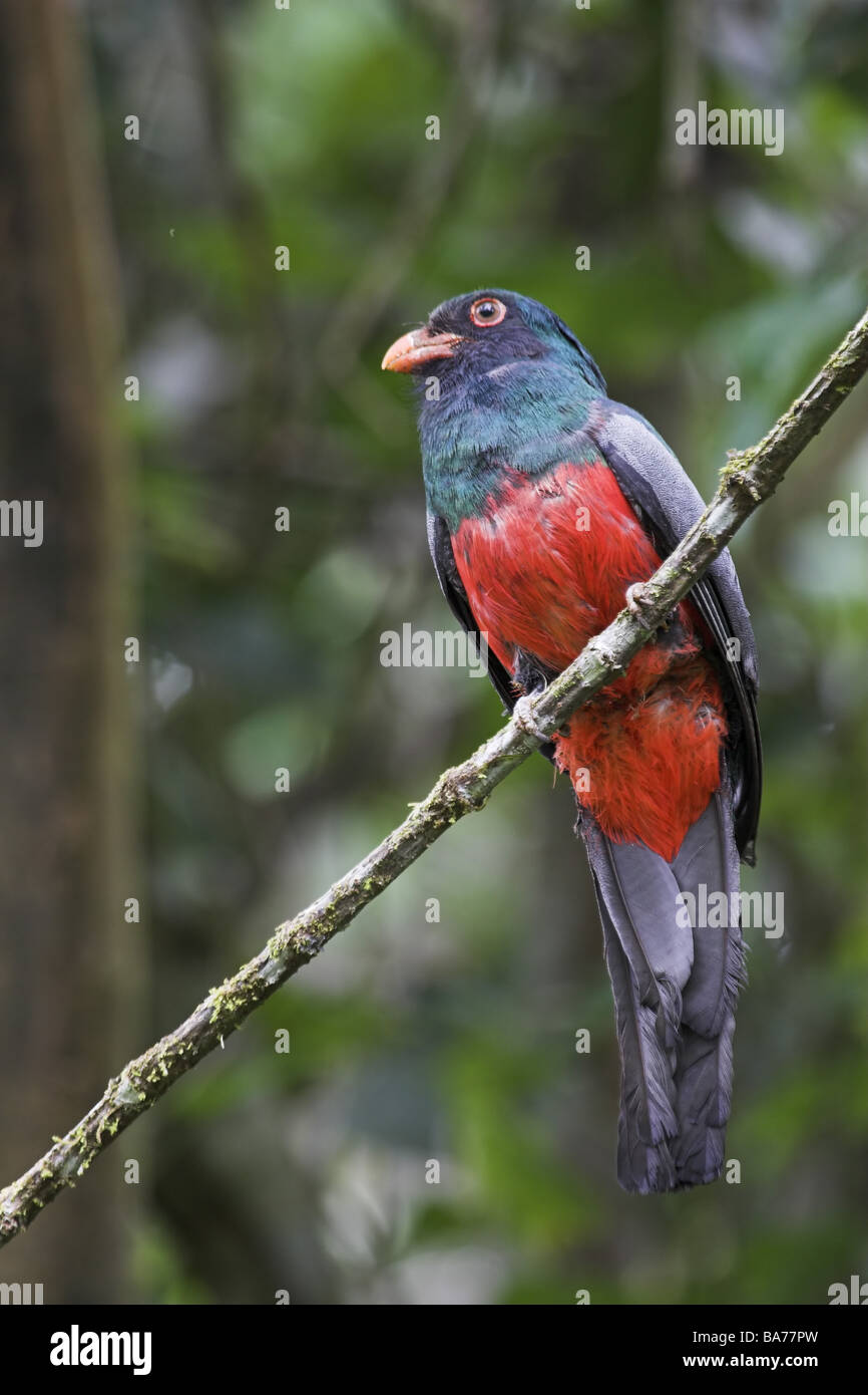 Schieferschwanztrogon Trogon Massena Baum sitzt nicht ausschließlich