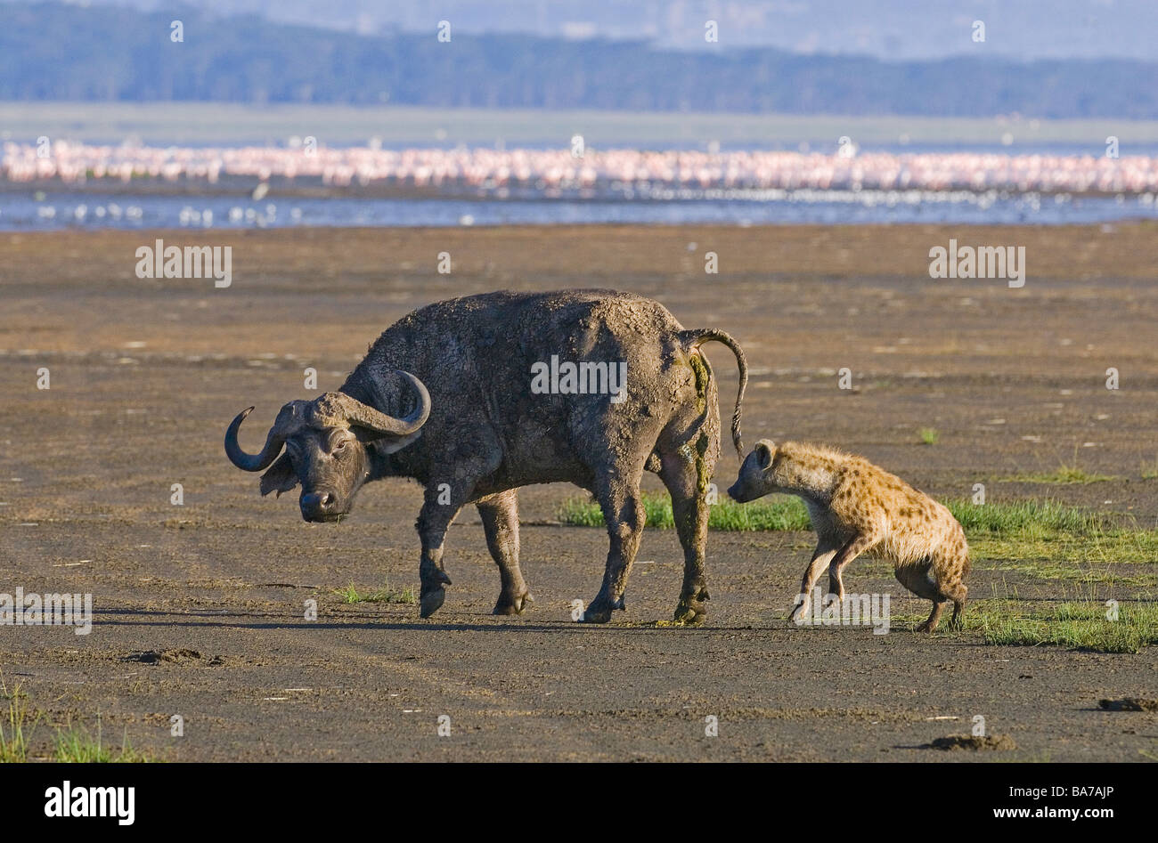 Gefleckte Hyänen jagen ein afrikanischer Büffel Stockfoto