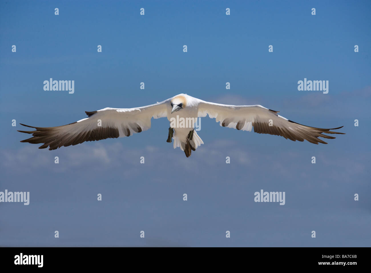 Australasion Gannet Sula Serrator Cape Kidnappers Nordinsel Neuseeland Stockfoto