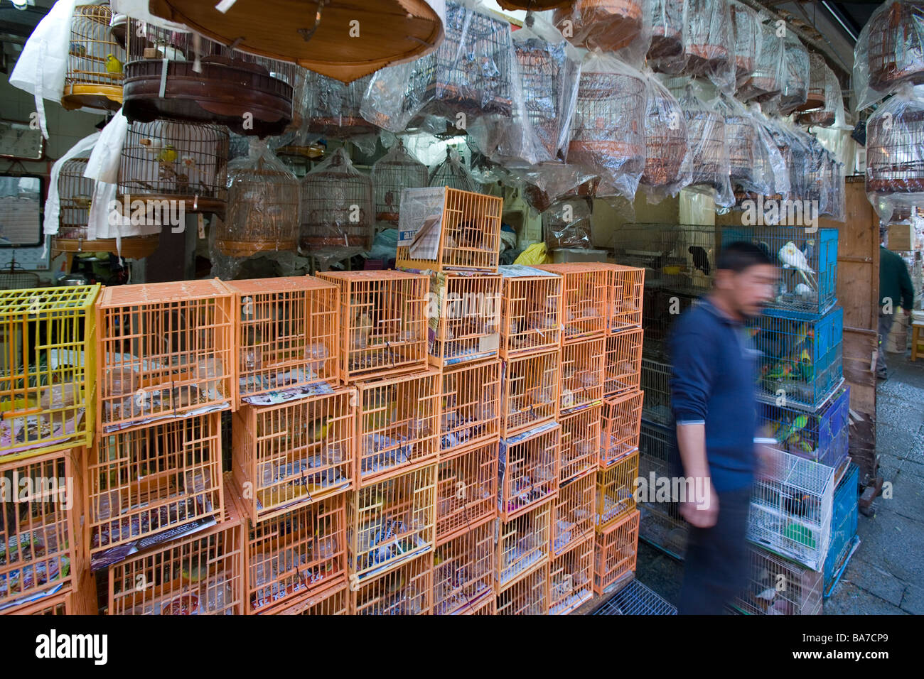 Yuen Po Street Bird Market Hongkong Stockfoto