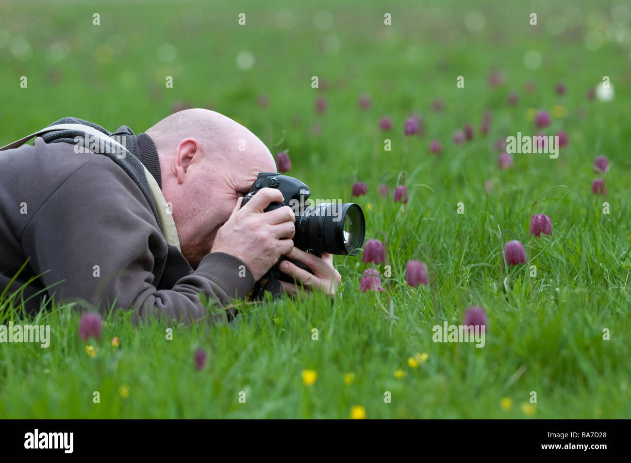 Mann fotografieren Schlangen Kopf fritillary Blumen. Großbritannien Stockfoto