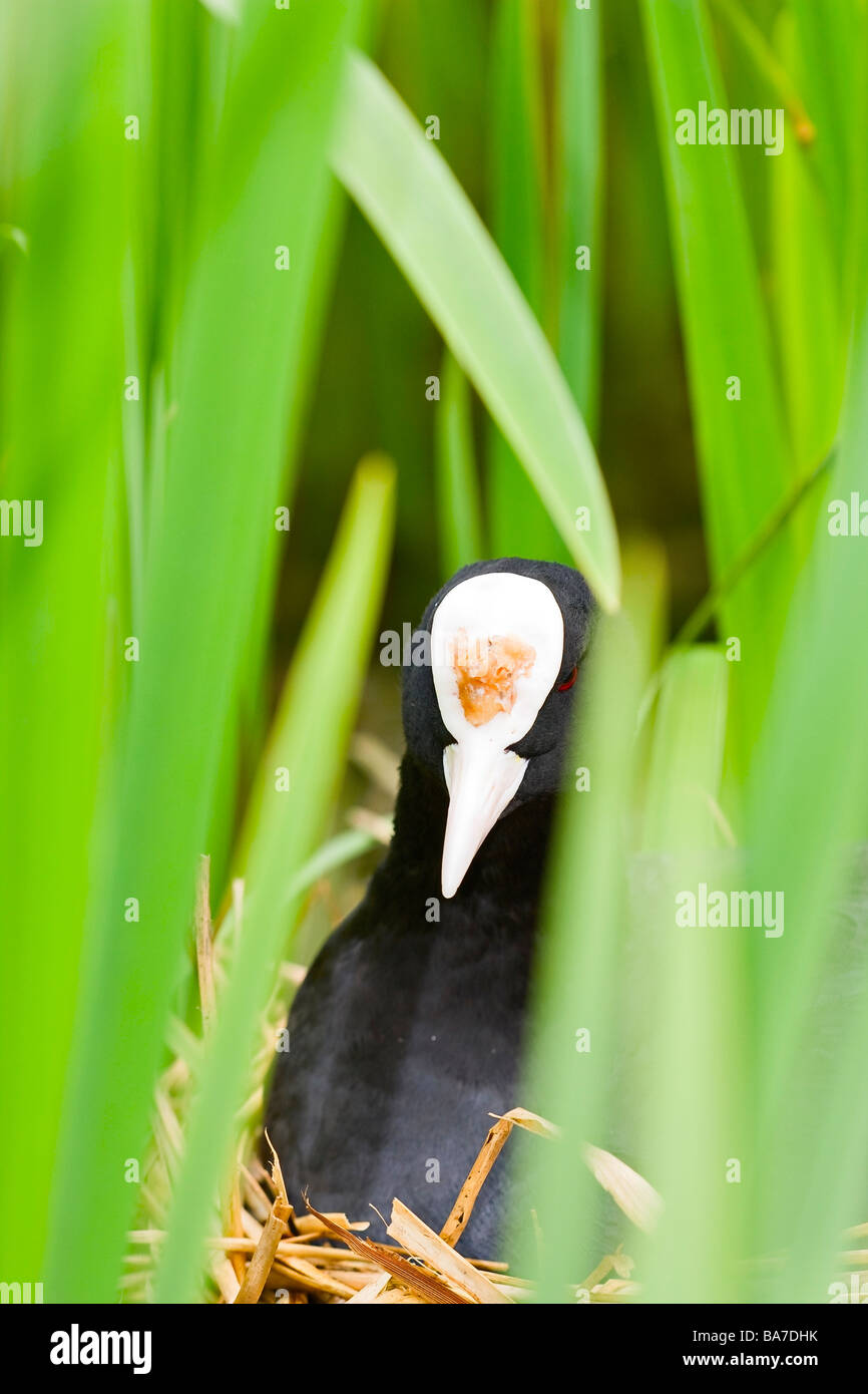 Ein einzelner Eurasischer Coot (Fulica atra), der aus dem Nest kommt, das sicher im Schilf versteckt ist Stockfoto