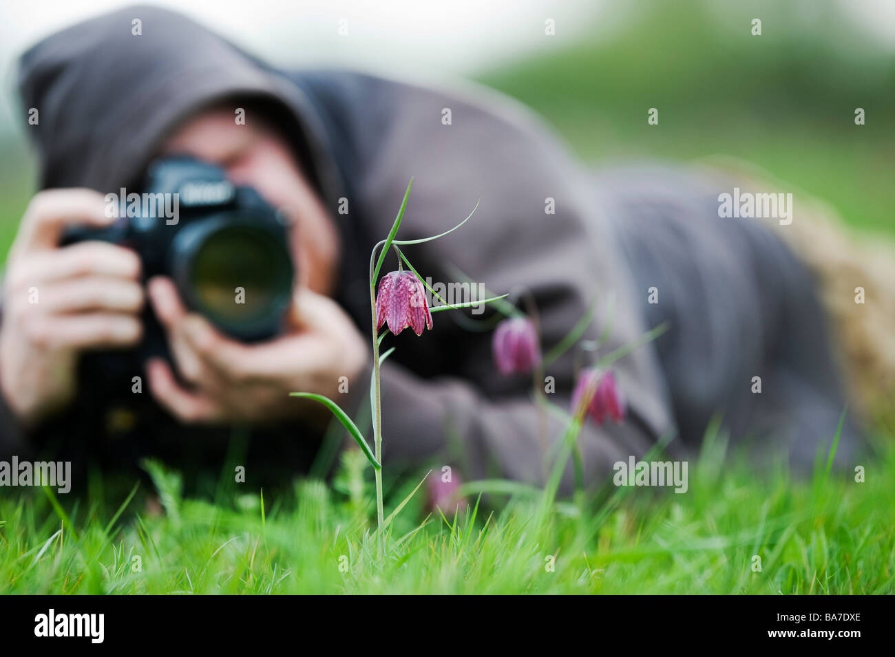 Mann fotografieren Schlangen Kopf fritillary Blumen. Großbritannien Stockfoto
