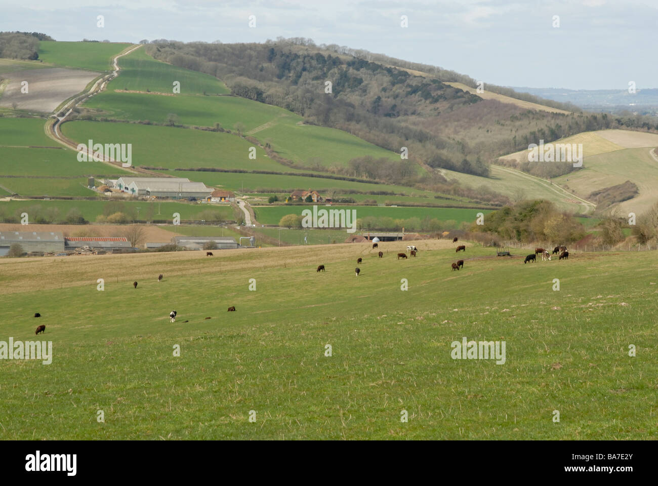 Rinderherde Sussex: Bio Rinder auf Manorfarm Down mit Bauernhöfen und spannen sich über Tal, West Sussex Stockfoto
