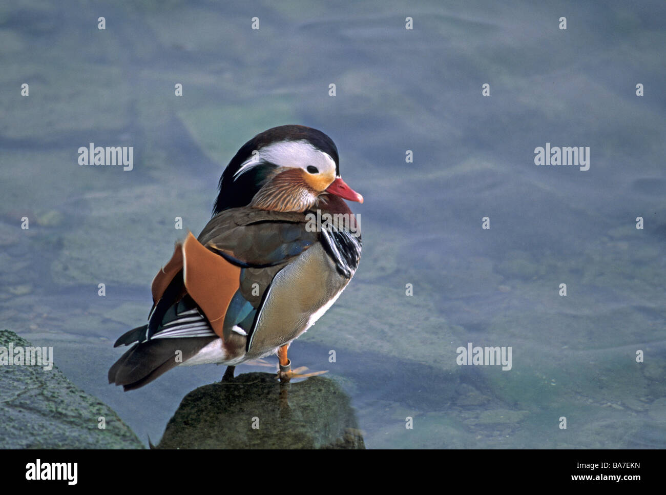Mandarinente (männlich) - im Wasser stehend / Aix Galericulata Stockfoto