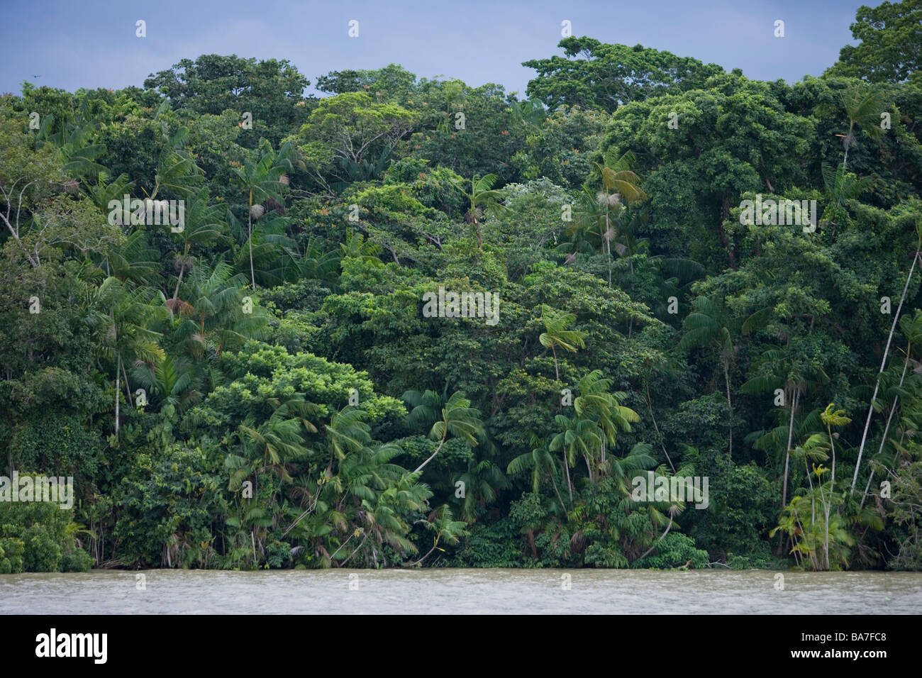 Amazonas und tropischer Regenwald, Combo-Insel, in der Nähe von Belem, Para, Brasilien, Südamerika Stockfoto