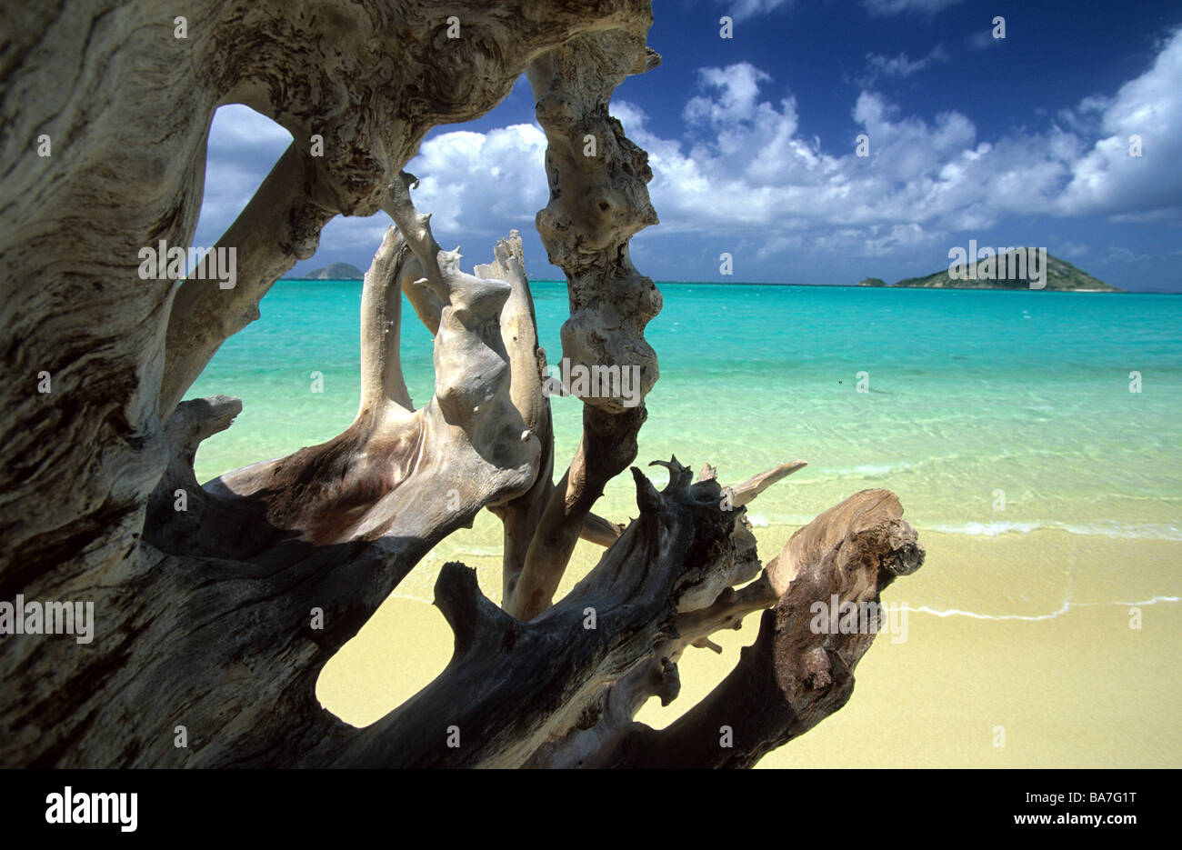 Treibholz auf einem Baum Coconut Beach, blaue Lagune, Lizard Island, Great Barier Reef, Australien Stockfoto