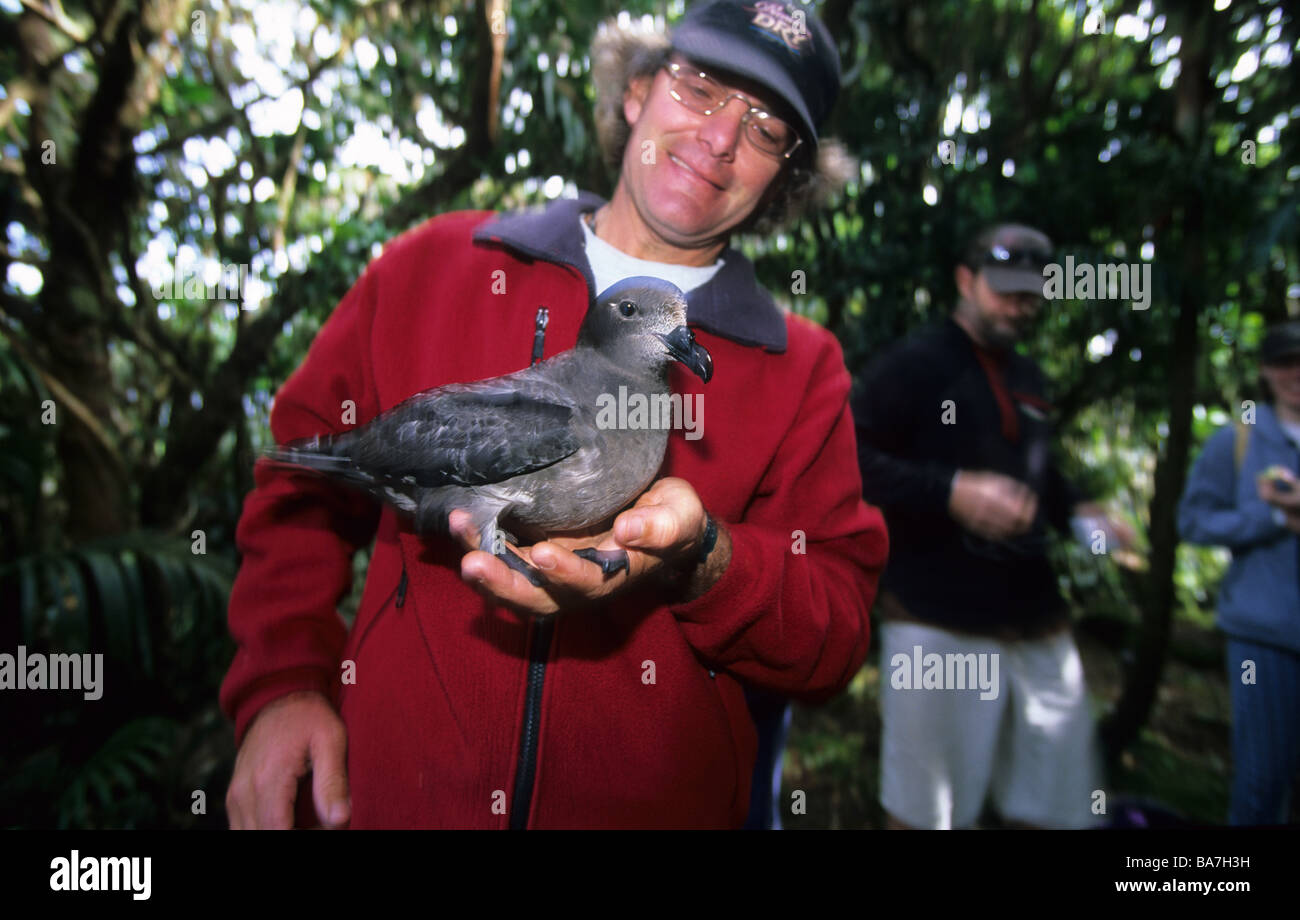 Lord-Howe-Insel, Vorsehung Petrel auf Mount Gower Stockfoto