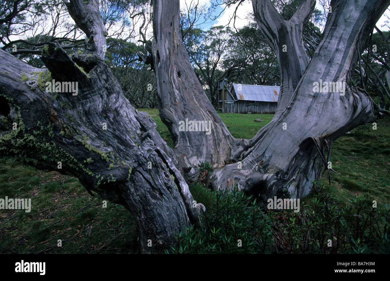 Alpine National Park, Wallace Hütte mit Altschnee Zahnfleisch, Eukalyptus Pauciflora, im Vordergrund, Victoria, Australien Stockfoto