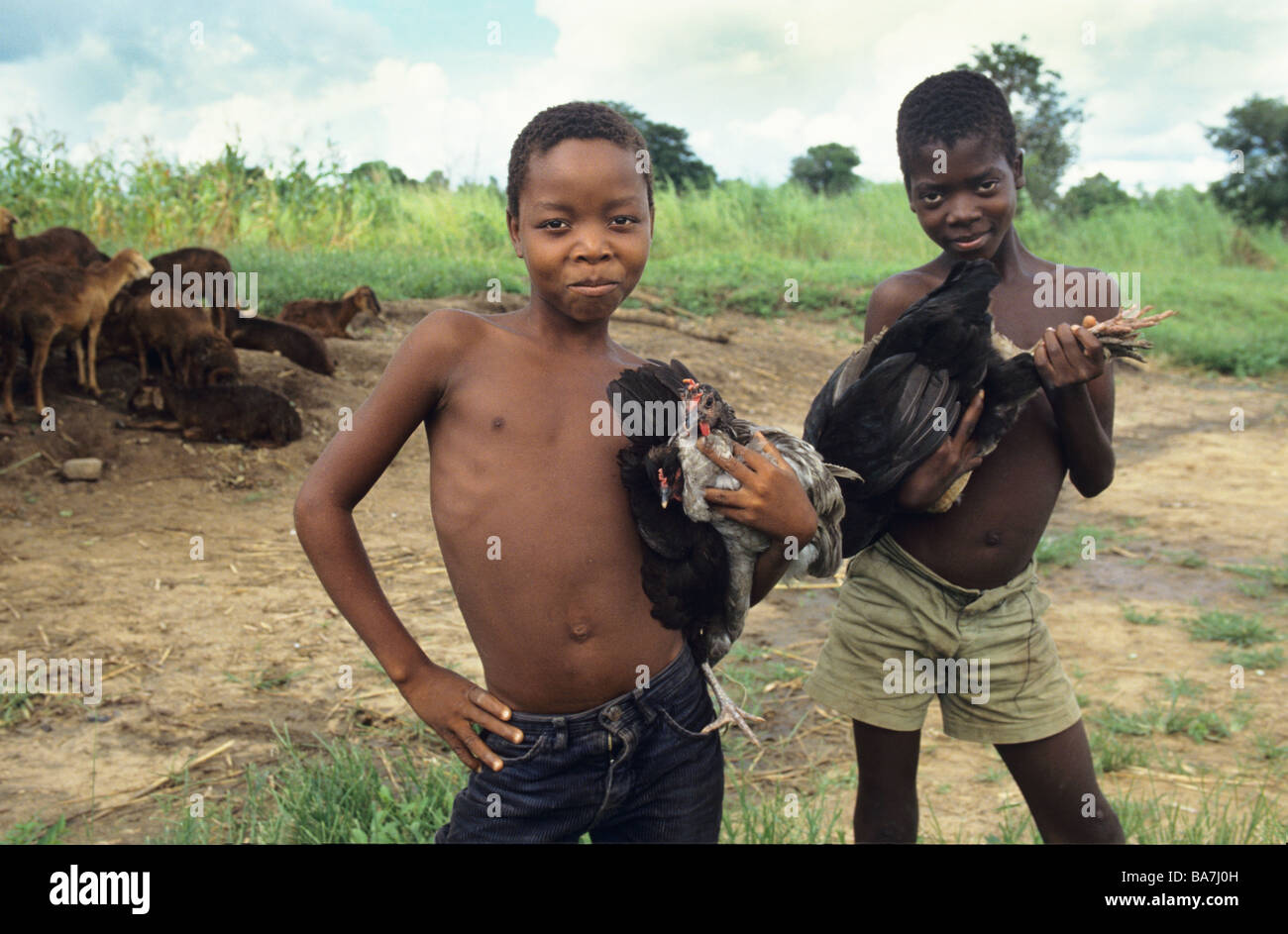 Live Boys halten Hühner, Straßenrand Malawi zu verkaufen Stockfoto