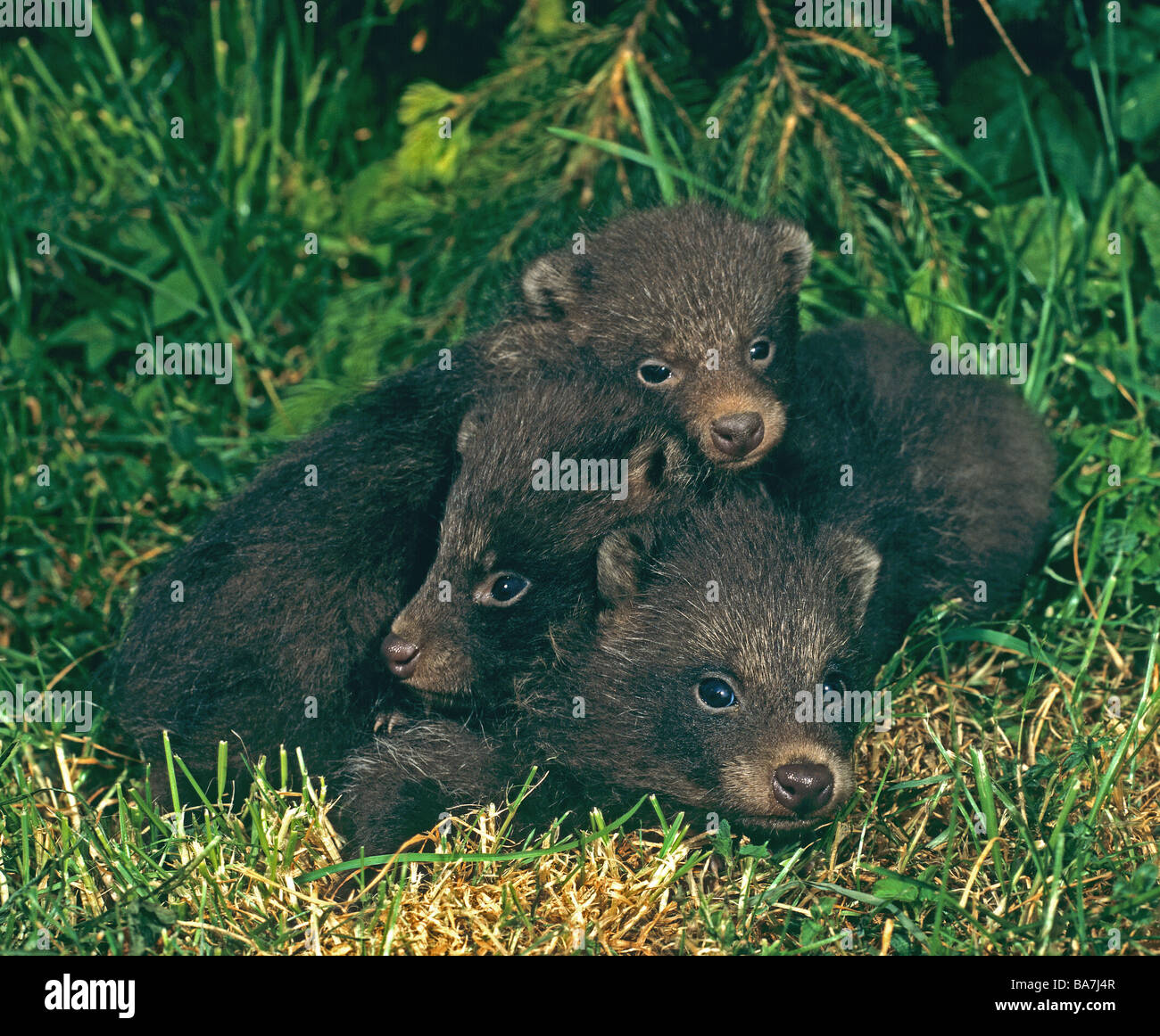 Raccoon dog - drei Jungtiere auf Wiese / Nyctereutes Procyonoides Stockfoto