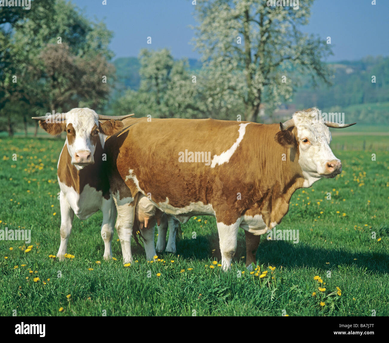 zwei Kühe auf der Wiese Stockfoto