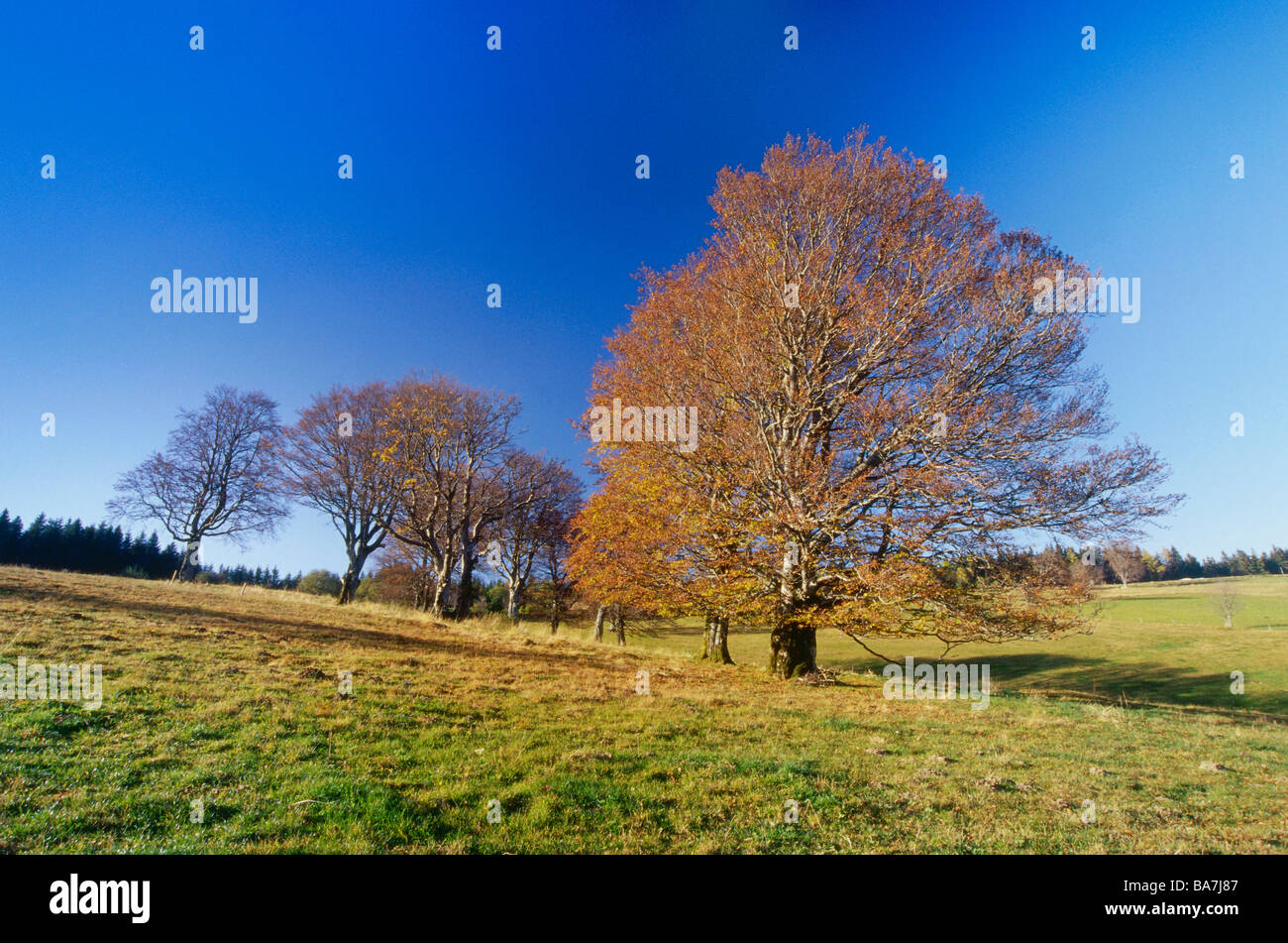 Wind fegte Buche am Berg Schauinsland, Freiburg, Schwarzwald, Baden-Württemberg, Deutschland Stockfoto
