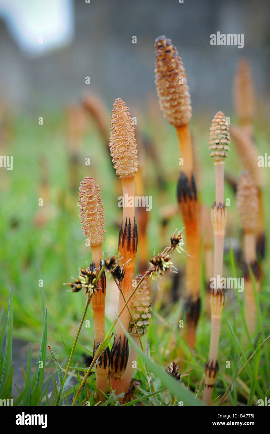 Junge Stuten Rute Pflanzen manchmal genannt Schachtelhalm-Triebe wachsen in East Sussex. VEREINIGTES KÖNIGREICH. Bild von Jim Holden. Stockfoto