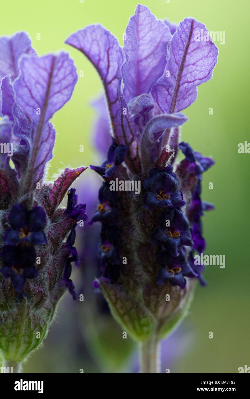 Lavandula Stoechas, Lavendel. Sommer blühender Strauch. In der Nähe von Blüten. Stockfoto