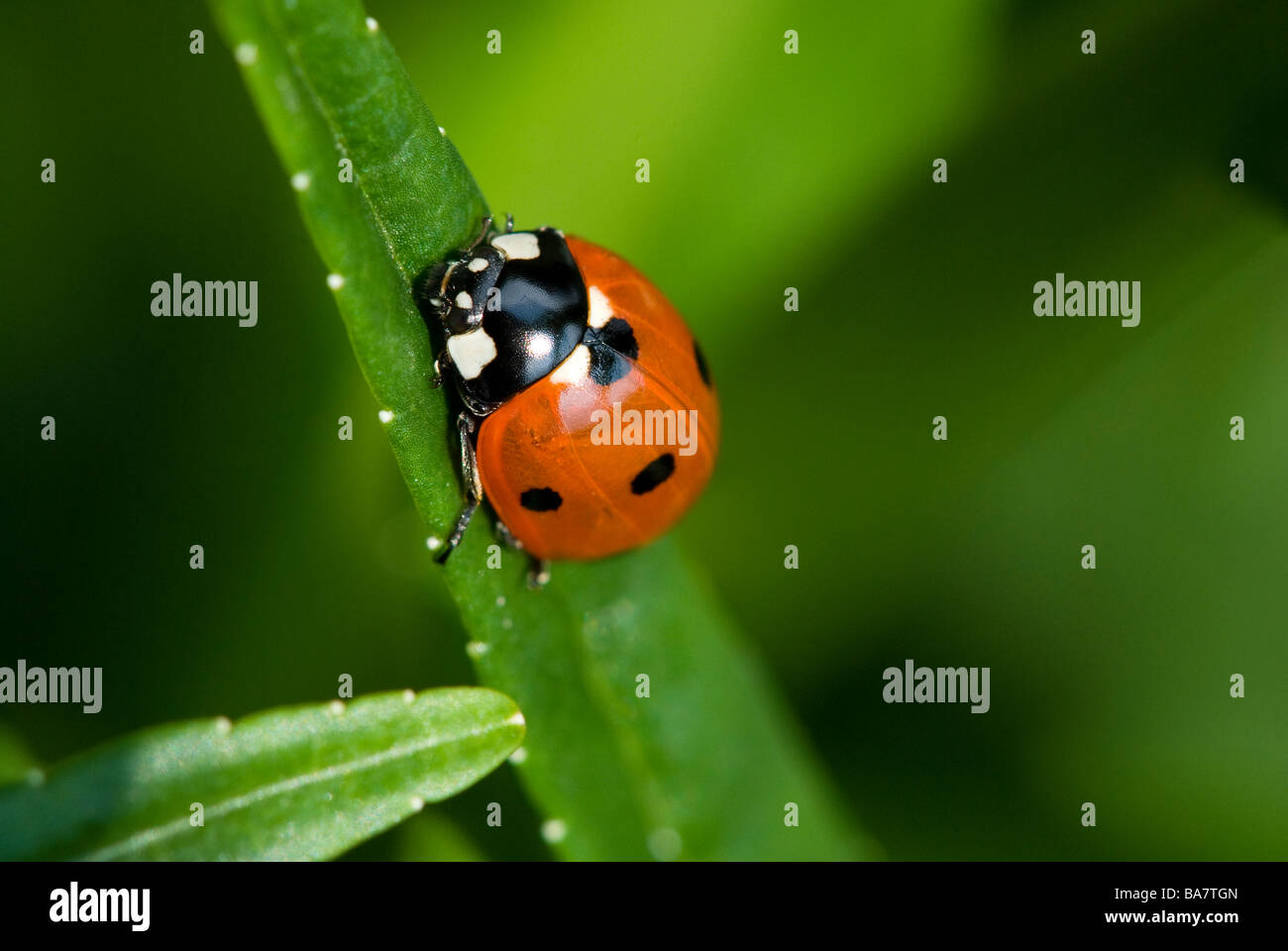 Marienkäfer in der Nähe auf einem Campanula Blatt. Detaillierte Makroaufnahme. Marienkäfer auf einem hellen Grün Blatt, die glänzend roten Flügel. Stockfoto
