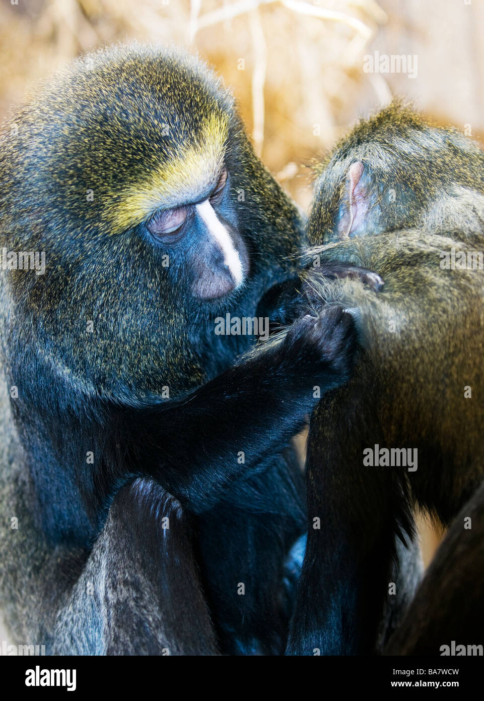 Eule konfrontiert Affen oder die Hamlyn Guenon (grüne Hamlyni) Pflege Stockfoto