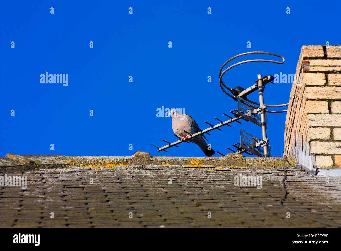 Inländische Pre digitale TV Antenne und Fm-Radio-Antenne an gemauerten Schornstein einschließlich Collard Taube oder Taube befestigt Stockfoto