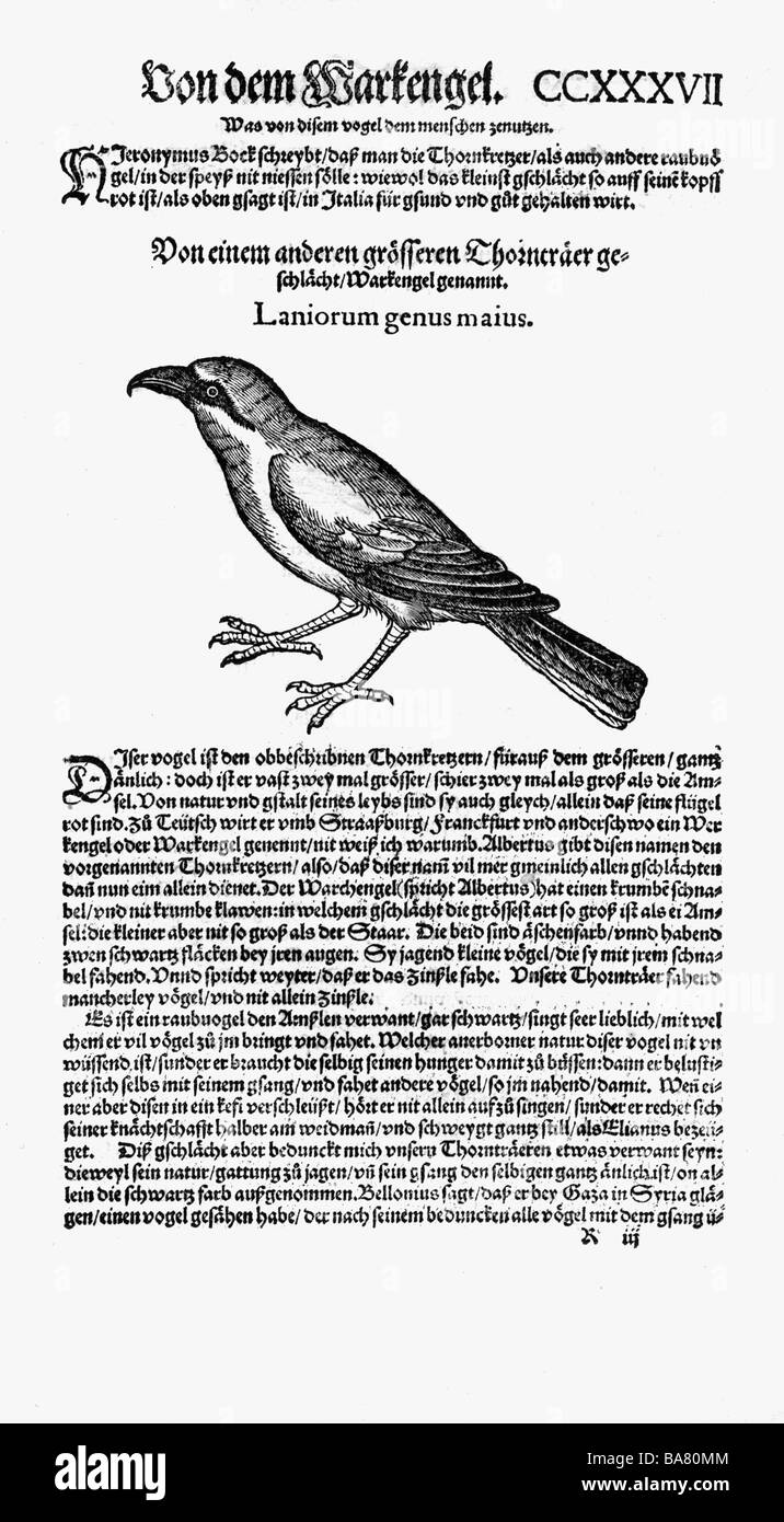 Zoologie/Tiere, Lehrbücher, "Historia animalium", von Conrad Gessner, Zürich, Schweiz, 1551 - 1558, Würger (Lanius), Holzschnitt, Stockfoto