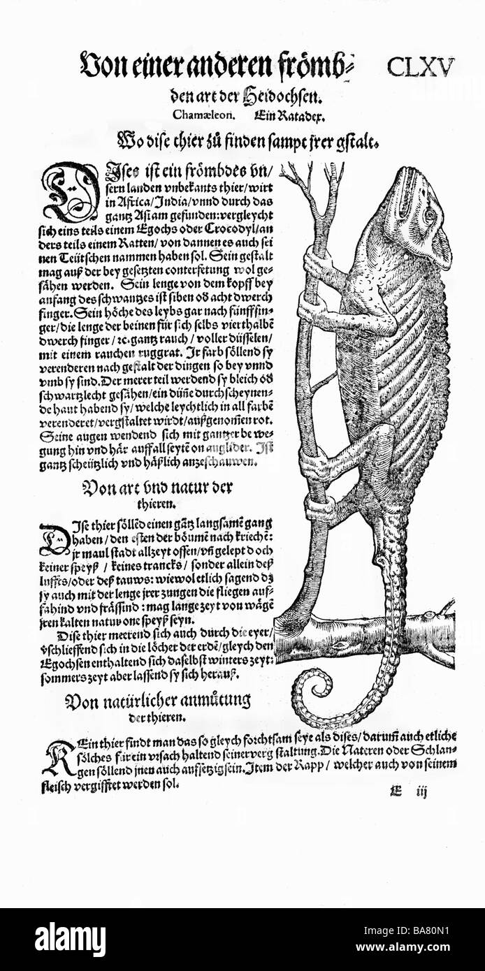Zoologie/Tiere, Lehrbücher, "Historia animalium", von Conrad Gessner, Zürich, Schweiz, 1551 - 1558, Chamäleon (Chamaeleonidas), Holzschnitt, Stockfoto