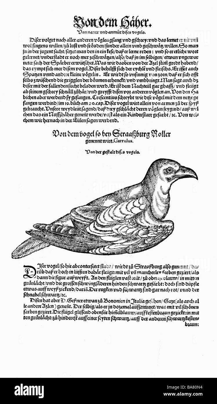 Zoologie/Tiere, Lehrbücher, "Historia animalium", von Conrad Gessner, Zürich, Schweiz, 1551 - 1558, European Roller (Coracias garrulus), Holzschnitt, Stockfoto