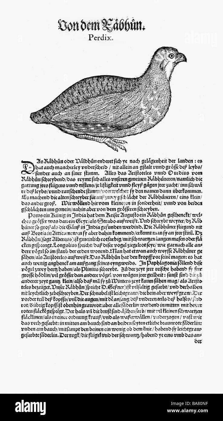 Zoologie/Tiere, Lehrbücher, "Historia animalium", von Conrad Gessner, Zürich, Schweiz, 1551 - 1558, graues Rebhuhn (Perdix perdix), Holzschnitt, Stockfoto