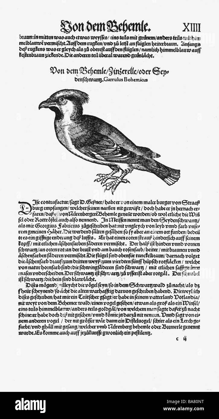 Zoologie/Tiere, Lehrbücher, "Historia animalium", von Conrad Gessner, Zürich, Schweiz, 1551 - 1558, böhmischer Wachsflügel (Bombycilla garrulus), Holzschnitt, Stockfoto