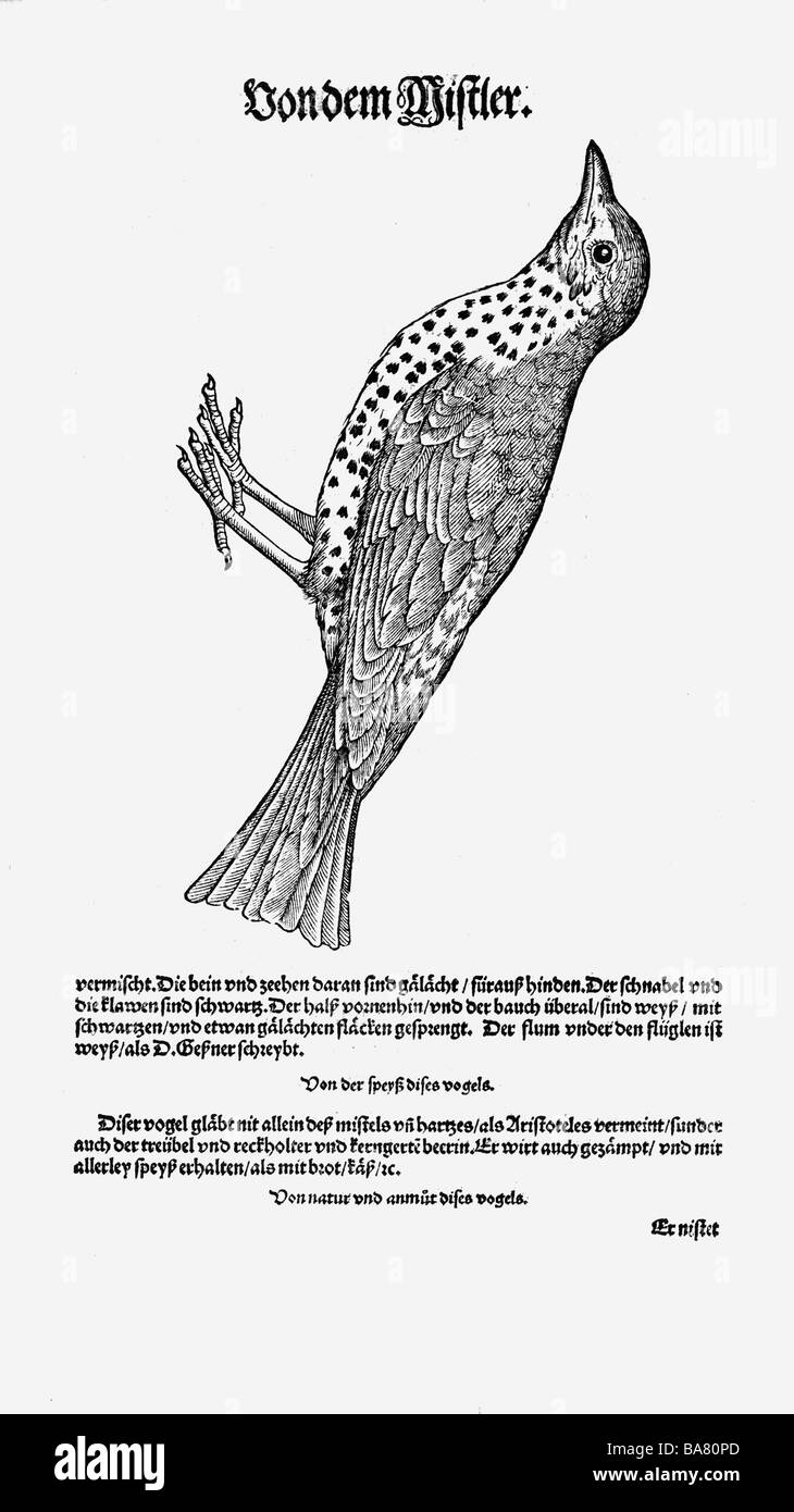 Zoologie/Tiere, Lehrbücher, "Historia animalium", von Conrad Gessner, Zürich, Schweiz, 1551 - 1558, mistle Thrush (Turdus viscivorus), Holzschnitt, Stockfoto
