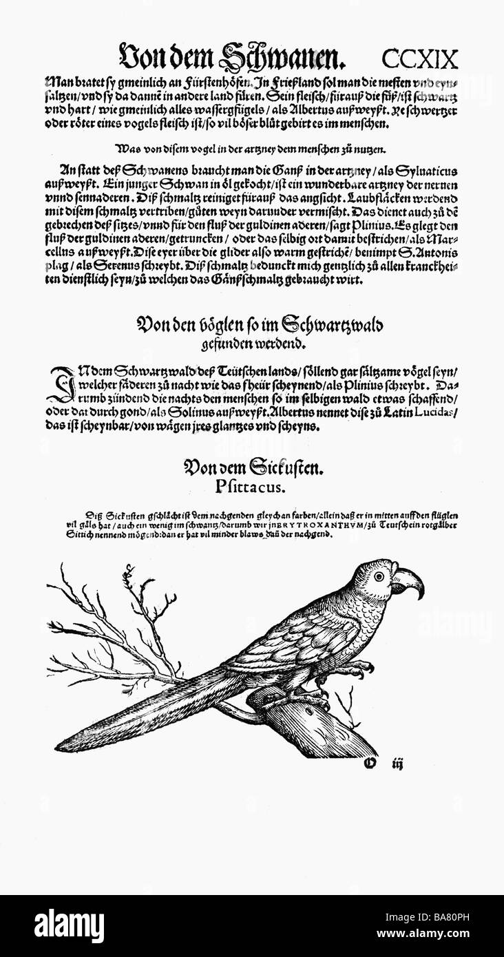 Zoologie/Tiere, Lehrbücher, "Historia animalium", von Conrad Gessner, Zürich, Schweiz, 1551 - 1558, Graupapagei (Psittacus), Holzschnitt, Stockfoto