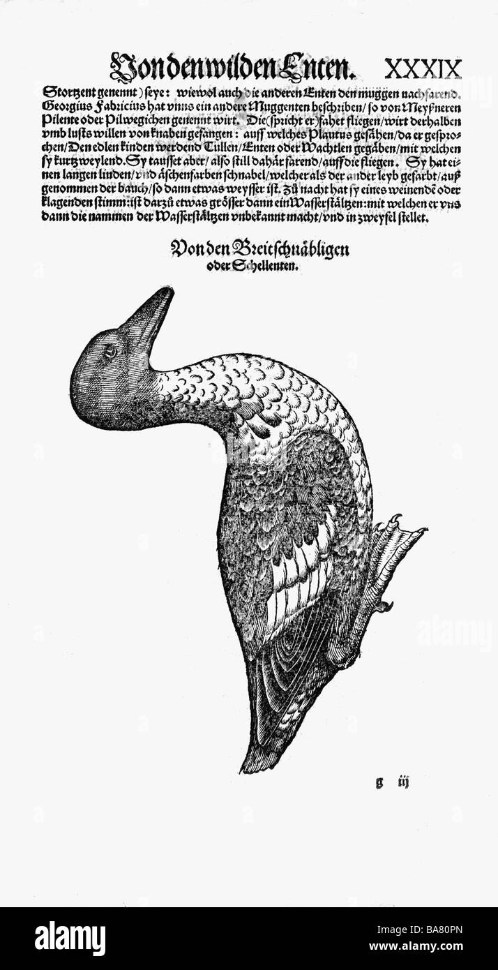 Zoologie/Tiere, Lehrbücher, "Historia animalium", von Conrad Gessner, Zürich, Schweiz, 1551 - 1558, gemeine goldeneye (Bucephala clangula), Holzschnitt, Stockfoto