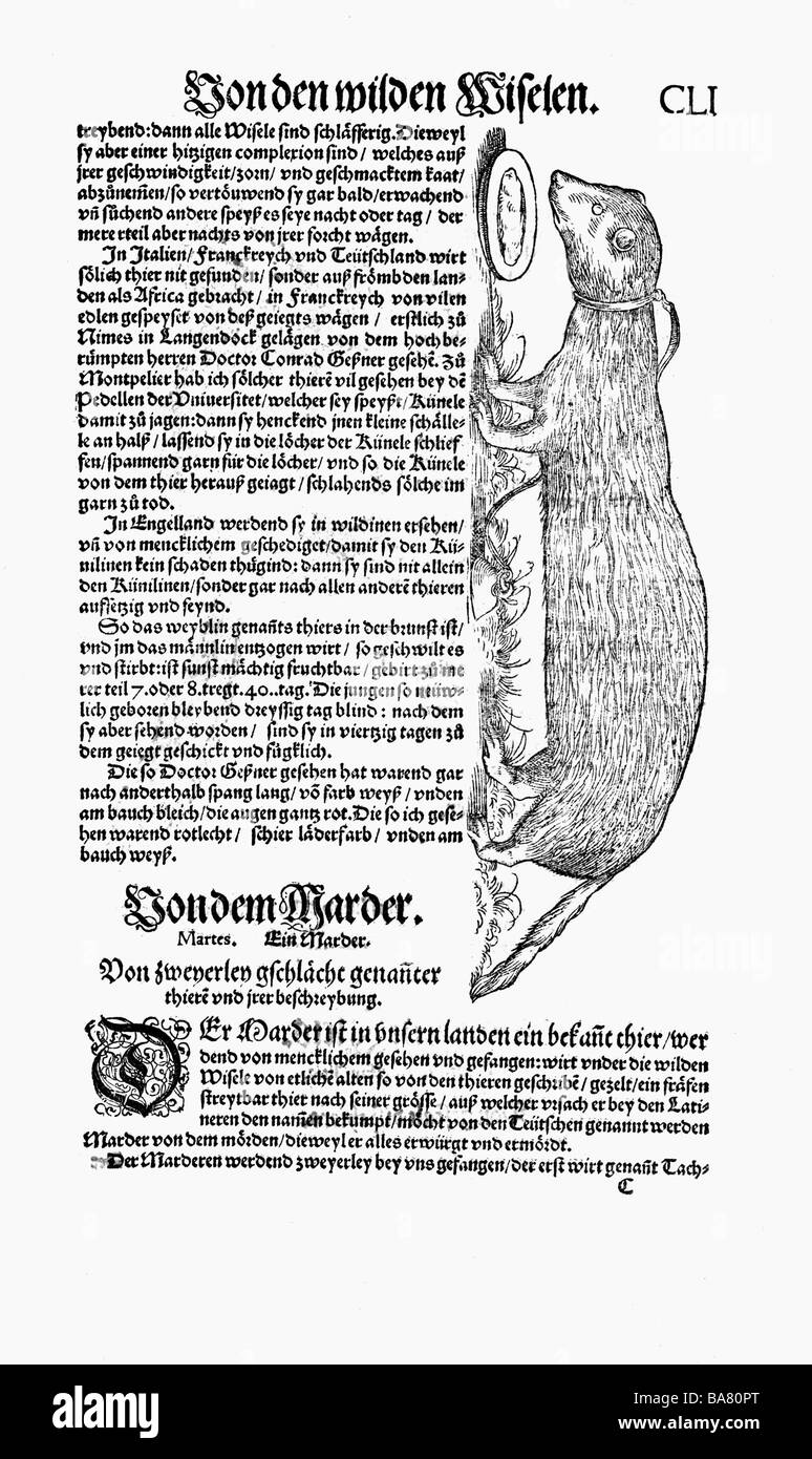 Zoologie/Tiere, Lehrbücher, "Historia animalium", von Conrad Gessner, Zürich, Schweiz, 1551 - 1558, Weasel (Mustela), Holzschnitt, Stockfoto