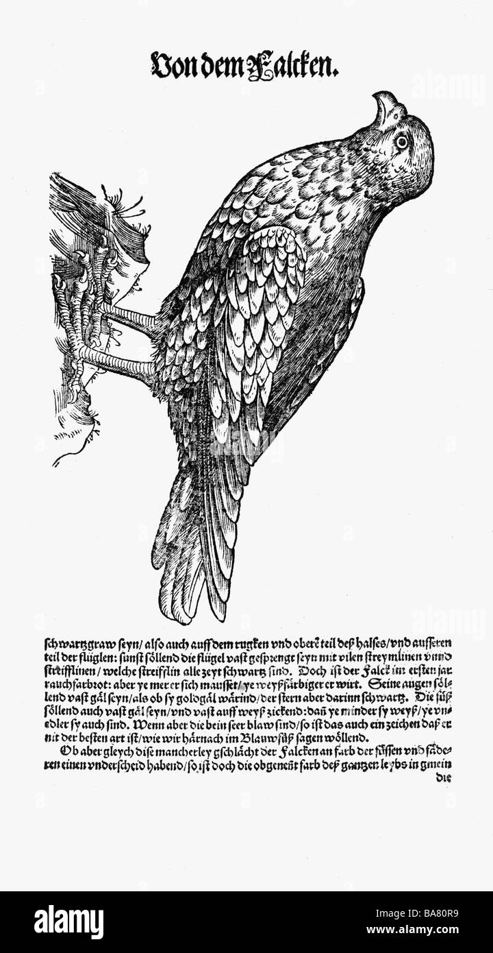 Zoologie/Tiere, Lehrbücher, "Historia animalium", von Conrad Gessner, Zürich, Schweiz, 1551 - 1558, Falcon (Falco), Holzschnitt, Stockfoto