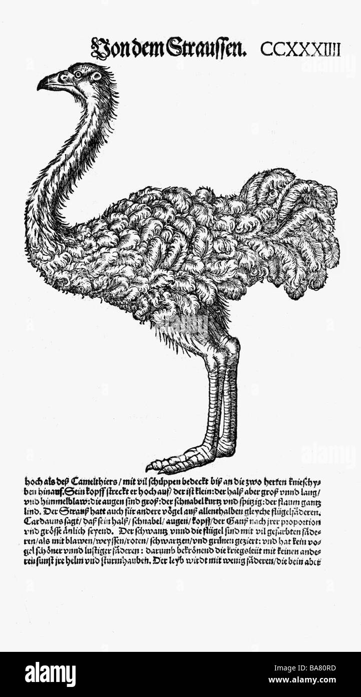 Zoologie/Tiere, Lehrbücher, "Historia animalium", von Conrad Gessner, Zürich, Schweiz, 1551 - 1558, Strauß (Struthio camelus), Holzschnitt, Stockfoto
