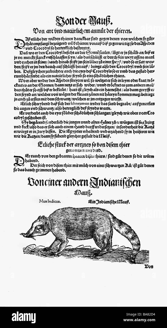 Zoologie/Tiere, Lehrbücher, "Historia animalium", von Conrad Gessner, Zürich, Schweiz, 1551 - 1558, "indische Maus" (Mus indicus), Holzschnitt, Stockfoto