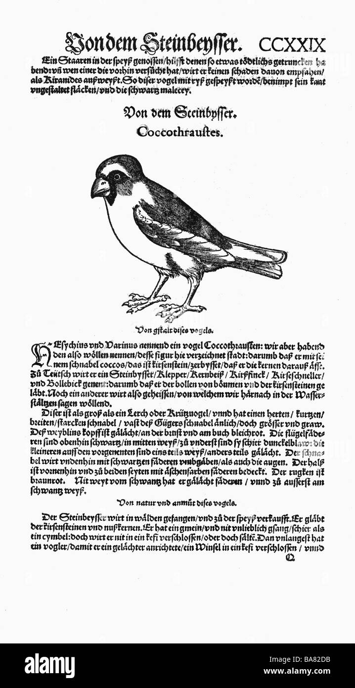 Zoologie/Tiere, Lehrbücher, "Historia animalium", von Conrad Gessner, Zürich, Schweiz, 1551 - 1558, Hawfinch (Coccothraustes), Holzschnitt, Stockfoto