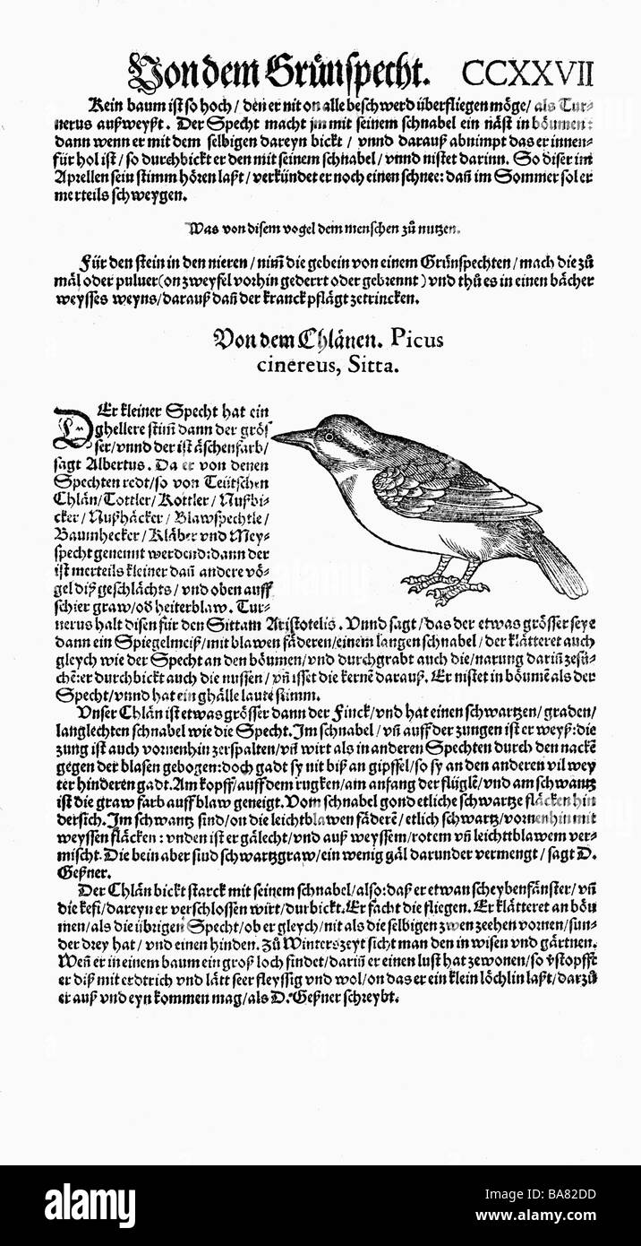 Zoologie/Tiere, Lehrbücher, "Historia animalium", von Conrad Gessner, Zürich, Schweiz, 1551 - 1558, Nuthatch (Sitta), Holzschnitt, Stockfoto