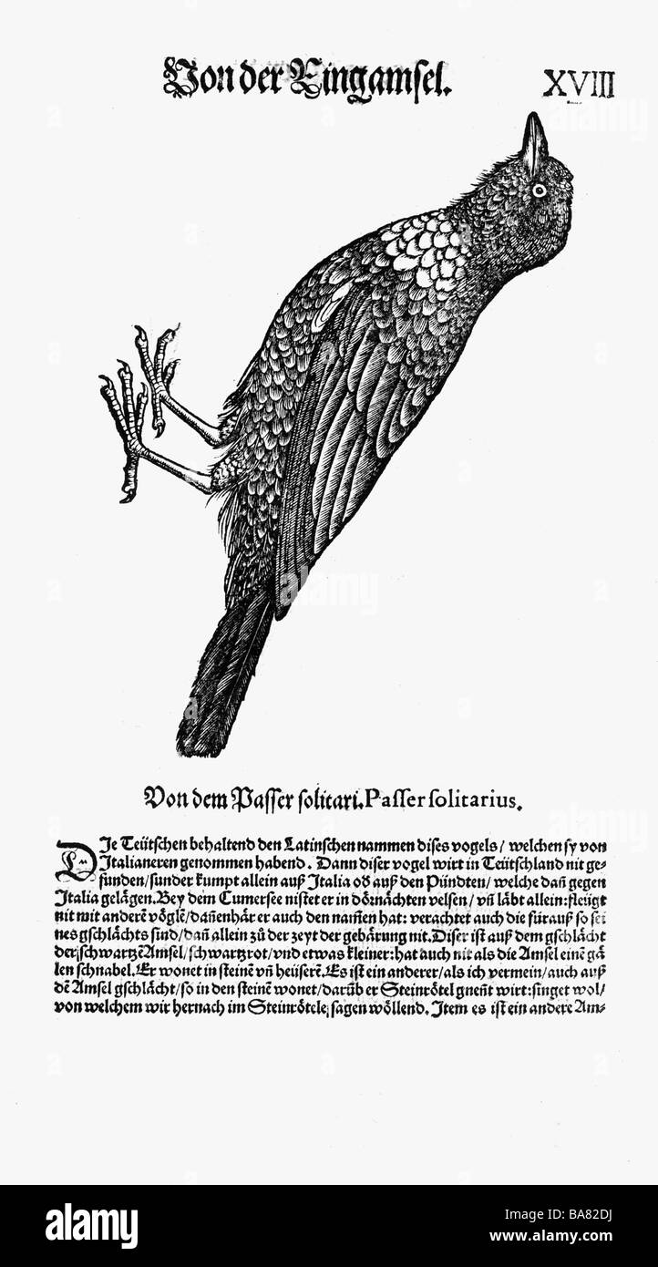 Zoologie/Tiere, Lehrbücher, "Historia animalium", von Conrad Gessner, Zürich, Schweiz, 1551 - 1558, Ringouzel (Turdus torquatus), Holzschnitt, Stockfoto