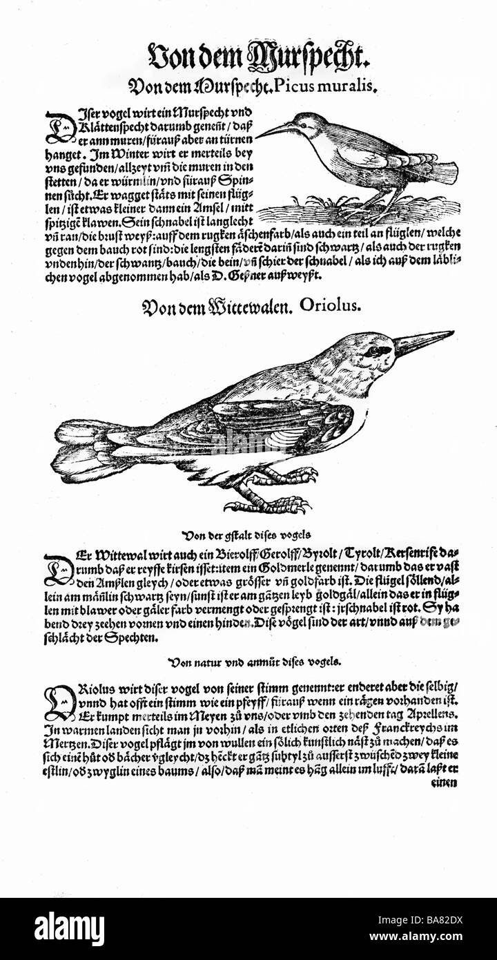 Zoologie/Tiere, Lehrbücher, "Historia animalium", von Conrad Gessner, Zürich, Schweiz, 1551 - 1558, oben: "ural-specht" (Picus muralis), unten: Oriole (Oriolus), Holzschnitt, Stockfoto
