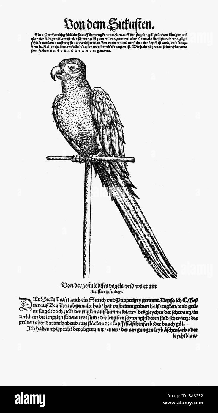 Zoologie/Tiere, Lehrbücher, "Historia animalium", von Conrad Gessner, Zürich, Schweiz, 1551 - 1558, Graupapagei (Psittacus), Holzschnitt, Stockfoto