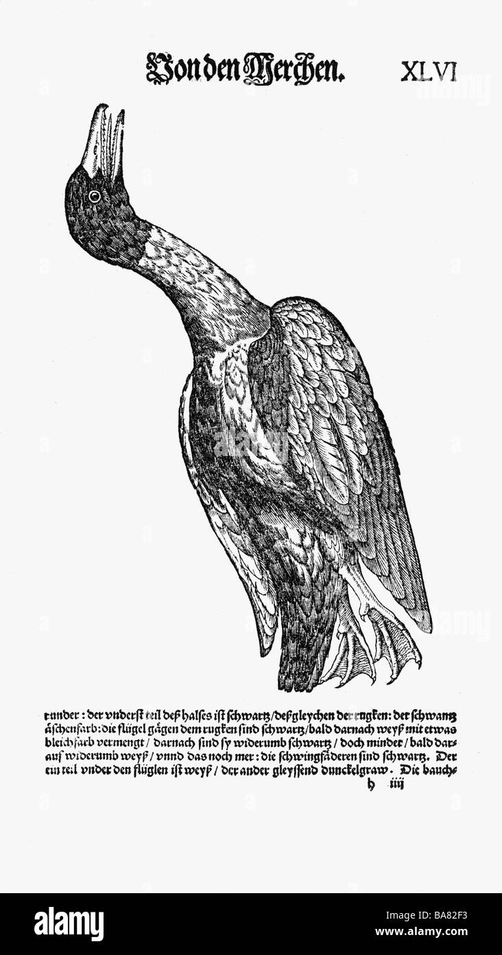 Zoologie/Tiere, Lehrbücher, "Historia animalium", von Conrad Gessner, Zürich, Schweiz, 1551 - 1558, Mallard (Anas platyrhynchos), Holzschnitt, Stockfoto