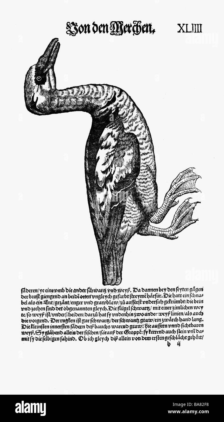 Zoologie/Tiere, Lehrbücher, "Historia animalium", von Conrad Gessner, Zürich, Schweiz, 1551 - 1558, Smew (Mergellus albellus), männlich, Holzschnitt, Stockfoto