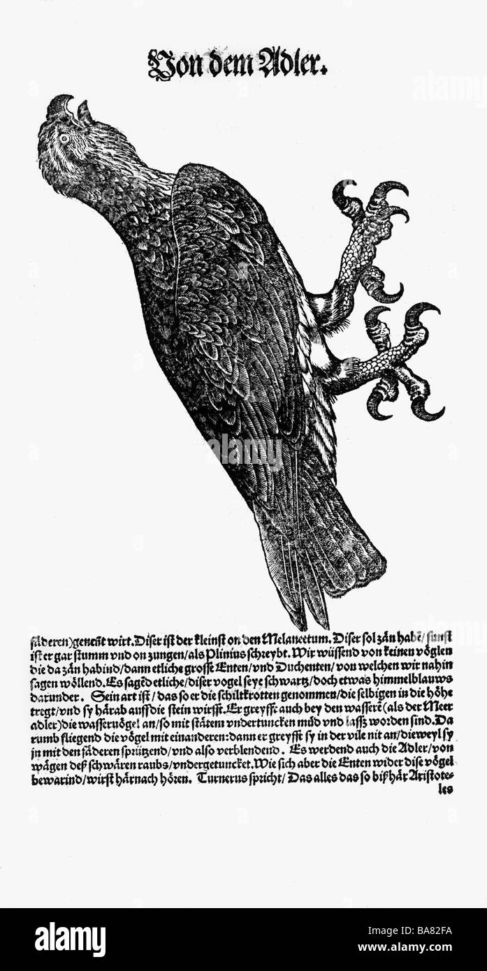 Zoologie/Tiere, Lehrbücher, "Historia animalium", von Conrad Gessner, Zürich, Schweiz, 1551 - 1558, Adler (Aquila), Holzschnitt, Stockfoto